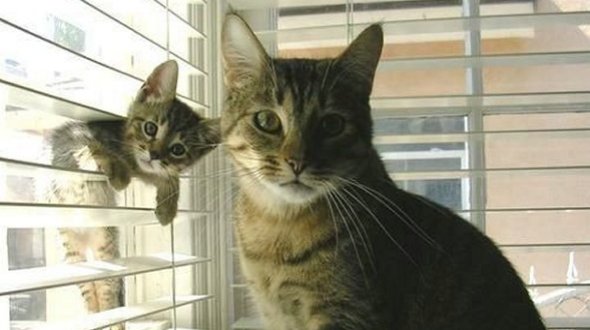 Cat Safety Scottsdale AZ