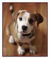 A well trained dog is a treasure