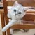 Good Reasons to Keep Your Cat Indoors