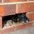 Keeping Your Beloved Pets Safe During the Holiday Week