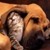 Can You Live a Life Without Pets?