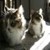 Mistakes New Cat Owners Shouldn’t Make