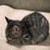 Neutering or Spaying Your New Kitten