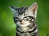 cat-gallery103.jpg