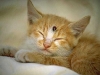 cat-gallery104.jpg