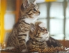 cat-gallery111.jpg
