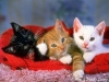 cat-gallery117.jpg