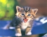 cat-gallery167.jpg