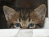 cat-gallery168.jpg