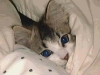 cat-gallery169.jpg