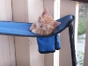 cat-gallery184.jpg
