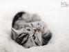 cat-gallery188.jpg
