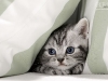 cat-gallery189.jpg