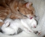 cat-gallery198.jpg