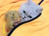 cat-gallery2.jpg