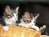 cat-gallery21.jpg