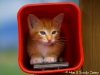 cat-gallery210.jpg