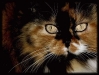 cat-gallery227.jpg