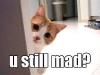cat-gallery233.jpg