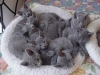 cat-gallery237.jpg