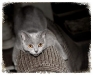 cat-gallery245.jpg