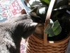 cat-gallery25.jpg