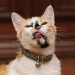cat-gallery251.jpg