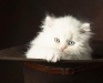 cat-gallery254.jpg