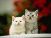 cat-gallery272.jpg