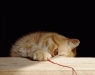 cat-gallery278.jpg