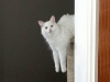 cat-gallery281.jpg