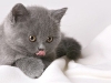 cat-gallery293.jpg