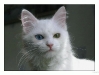 cat-gallery296.jpg
