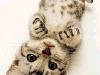 cat-gallery297.jpg