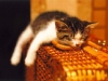 cat-gallery298.jpg