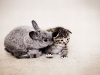 cat-gallery300.jpg
