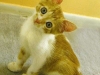 cat-gallery302.jpg