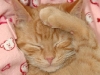 cat-gallery307.jpg
