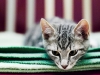 cat-gallery31.jpg