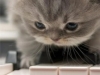 cat-gallery312.jpg
