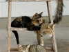 cat-gallery315.jpg