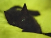 cat-gallery319.jpg
