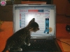 cat-gallery320.jpg