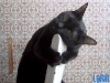 cat-gallery321.jpg