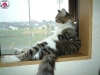 cat-gallery322.jpg