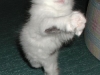 cat-gallery328.jpg