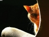 cat-gallery334.jpg