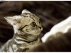 cat-gallery350.jpg