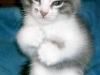 cat-gallery351.jpg