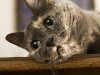 cat-gallery352.jpg